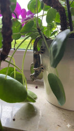Realistic Climbing Gecko Plant Pot Ornament Garden & Indoor Plant Decor